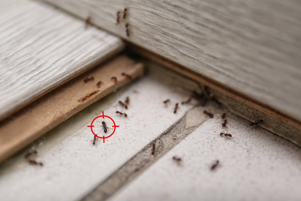 Best Pest Control Near Me in Hamilton, TX