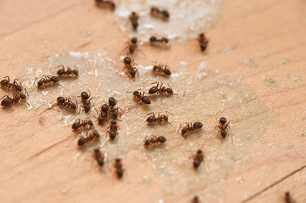 Best Local Pest Control Services  in Hamilton, TX