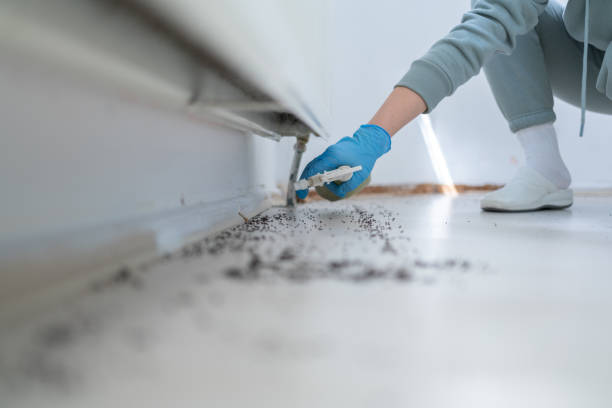 Flea Control Services in Hamilton, TX